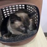 Canyon Falls Veterinary Hospital