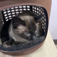 Canyon Falls Veterinary Hospital ico