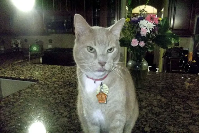Northlake Pet Hospital Picture 4