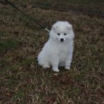Northlake Pet Hospital