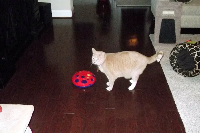 Northlake Pet Hospital Picture 9