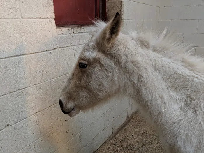 Argyle Veterinary Hospital Picture 2