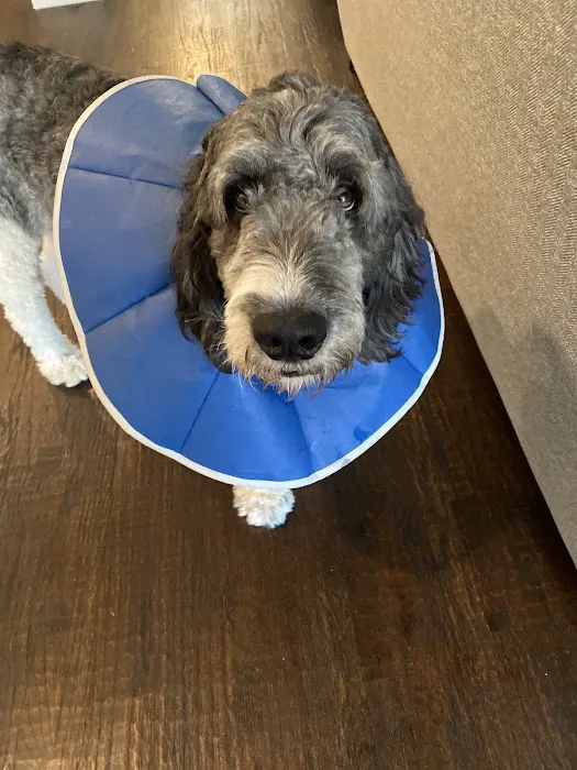 Argyle Veterinary Hospital Picture 7