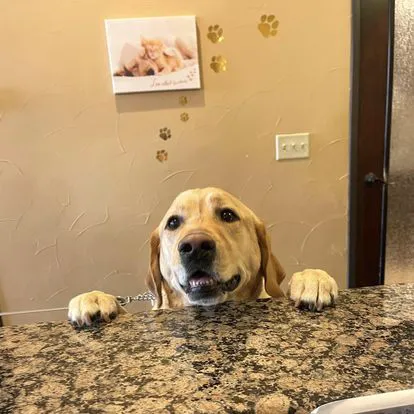 Lantana Animal Hospital Picture 8