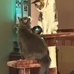 Banfield Pet Hospital