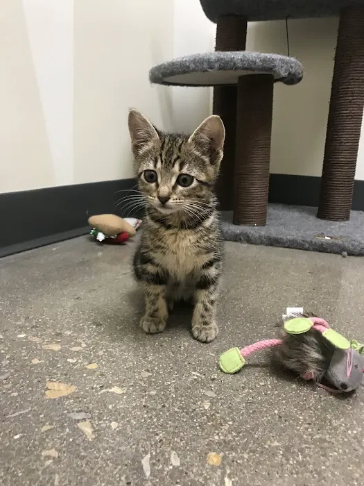 Vetco Total Care Animal Hospital Picture 9