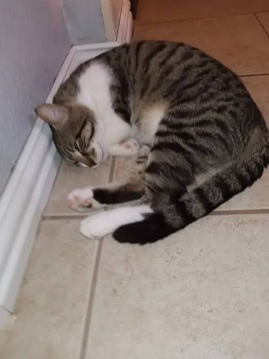 Vetco Total Care Animal Hospital Picture 2