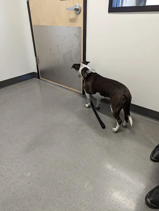 Thrive Pet Healthcare - Saginaw Picture 6