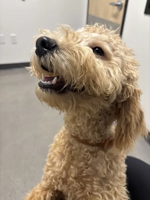 Thrive Pet Healthcare - Saginaw Picture 2
