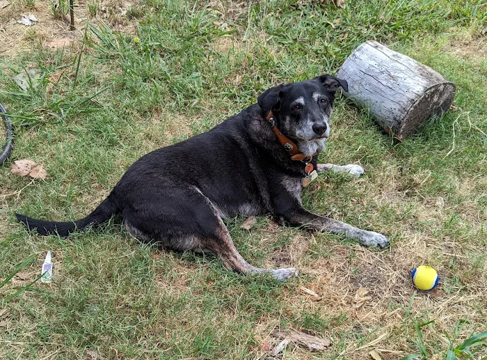 Thrive Pet Healthcare - Saginaw Picture 4