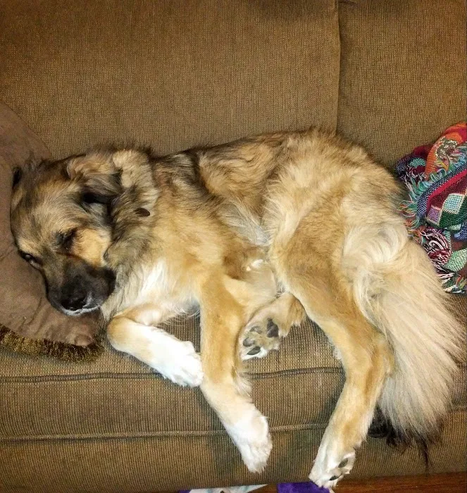 Rickords Animal Hospital Picture 9