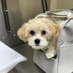 Rickords Animal Hospital