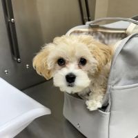 Rickords Animal Hospital ico