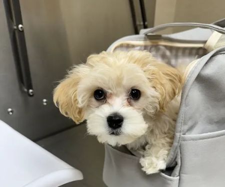 Rickords Animal Hospital