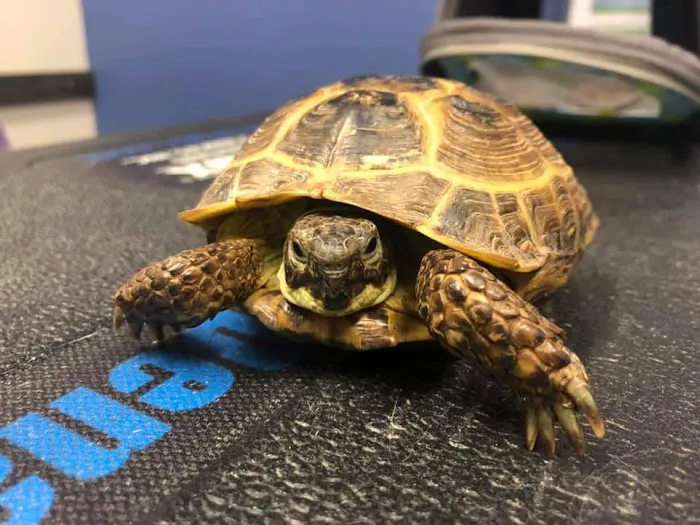 Little Leaf Animal Hospital Picture 8