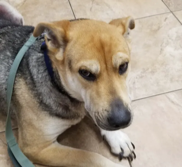 Avondale Haslet Animal Clinic Picture 1