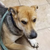 Avondale Haslet Animal Clinic ico