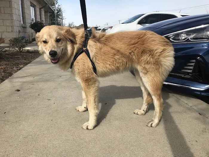 Avondale Haslet Animal Clinic Picture 5