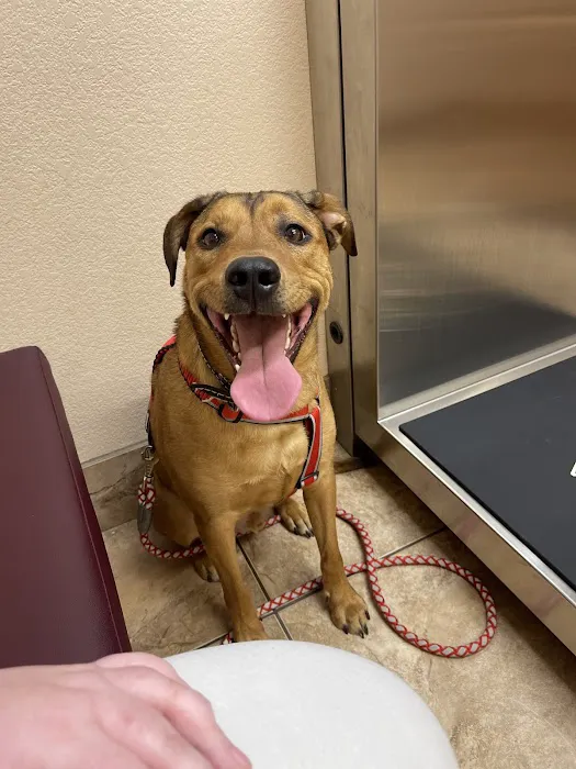 Avondale Haslet Animal Clinic Picture 3