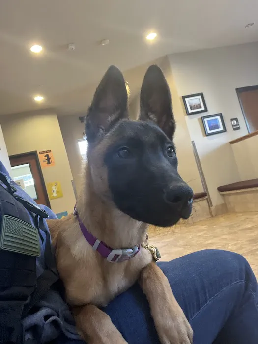 Avondale Haslet Animal Clinic Picture 6