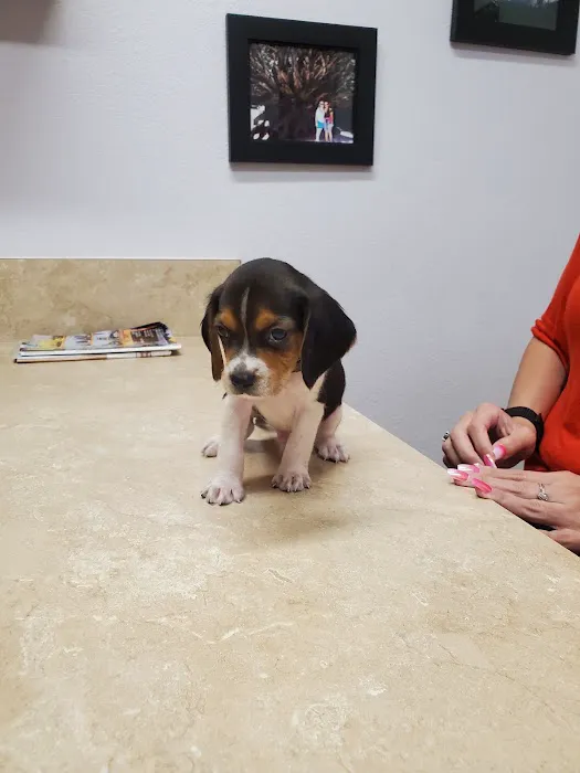 Avondale Haslet Animal Clinic Picture 9