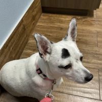 Bonds Ranch Animal Medical Center ico