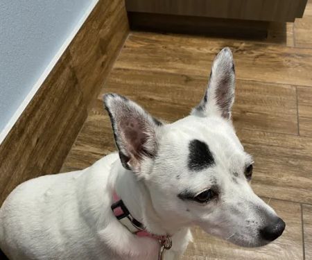 Bonds Ranch Animal Medical Center