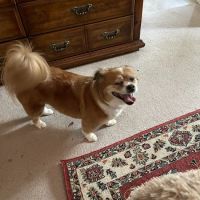 Arapaho Road Animal Clinic ico