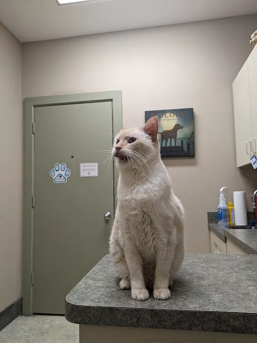 Animal Medical Center of Richardson Picture 2