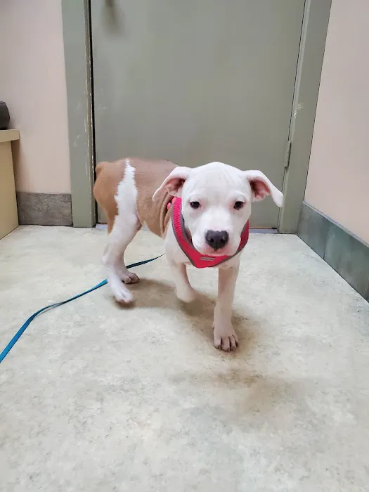 Animal Medical Center of Richardson Picture 5