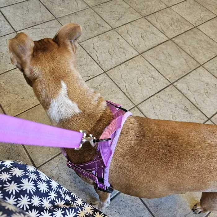 Animal Medical Center of Richardson Picture 4