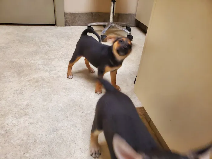 Animal Medical Center of Richardson Picture 8