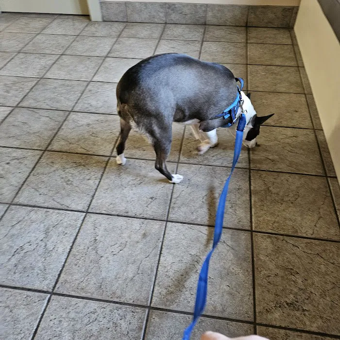 Animal Medical Center of Richardson Picture 1