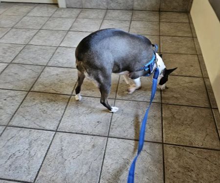 Animal Medical Center of Richardson
