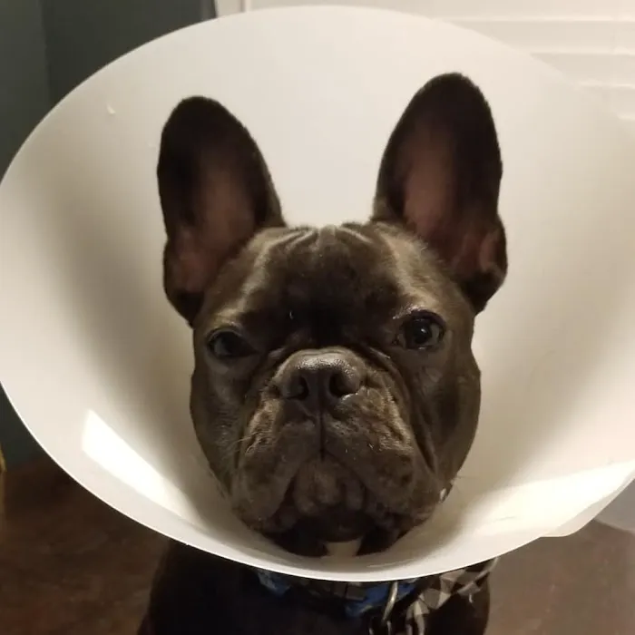 VCA Pet Doctor Animal Hospital Picture 5