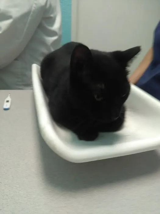 VCA Pet Doctor Animal Hospital Picture 8