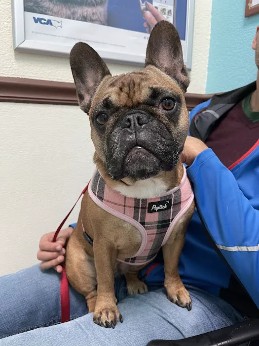 VCA Pet Doctor Animal Hospital Picture 6