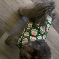 Beltline-Plano RD Animal Hosp ico