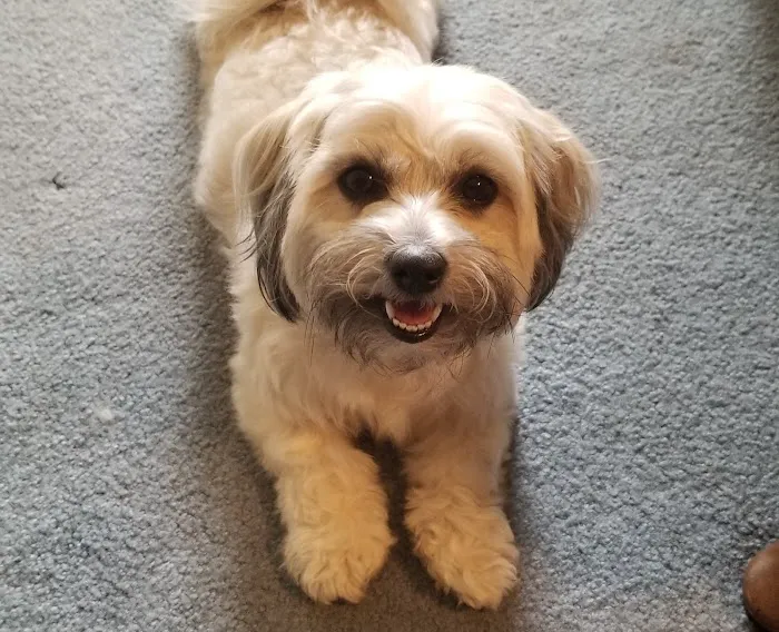 The Vet Picture 8