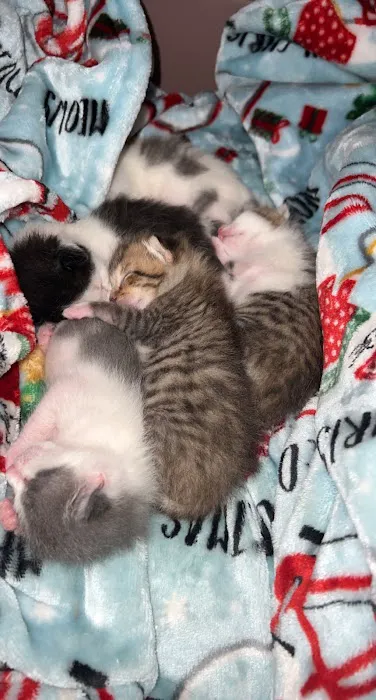 The Vet Picture 6