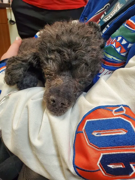 The Vet Picture 3