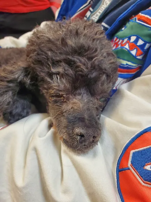 The Vet Picture 5