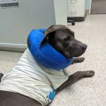 The Vet House