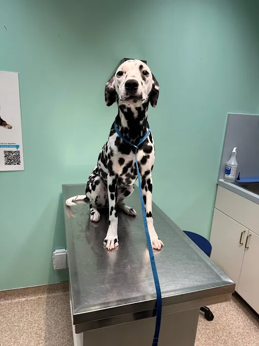 The Vet House Picture 7