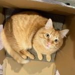Brookside Animal Hospital