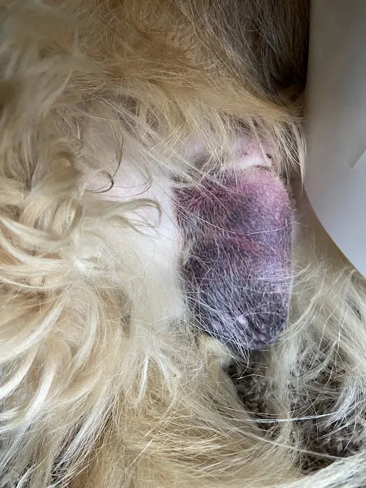 Crandall Animal Hospital Picture 1