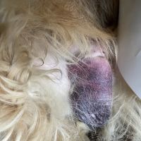 Crandall Animal Hospital ico