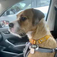 Spay Neuter Network ico