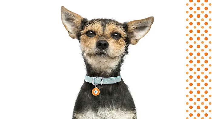 Spay Neuter Network Picture 5