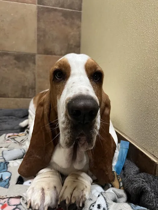 Stone Creek Veterinary Hospital Picture 6